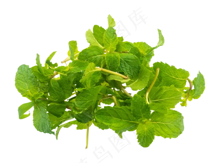 绿色植物薄荷,免抠元素(2000X2000(DPI:300))psd模版下载