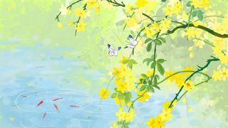 唯美春天景色之迎春花