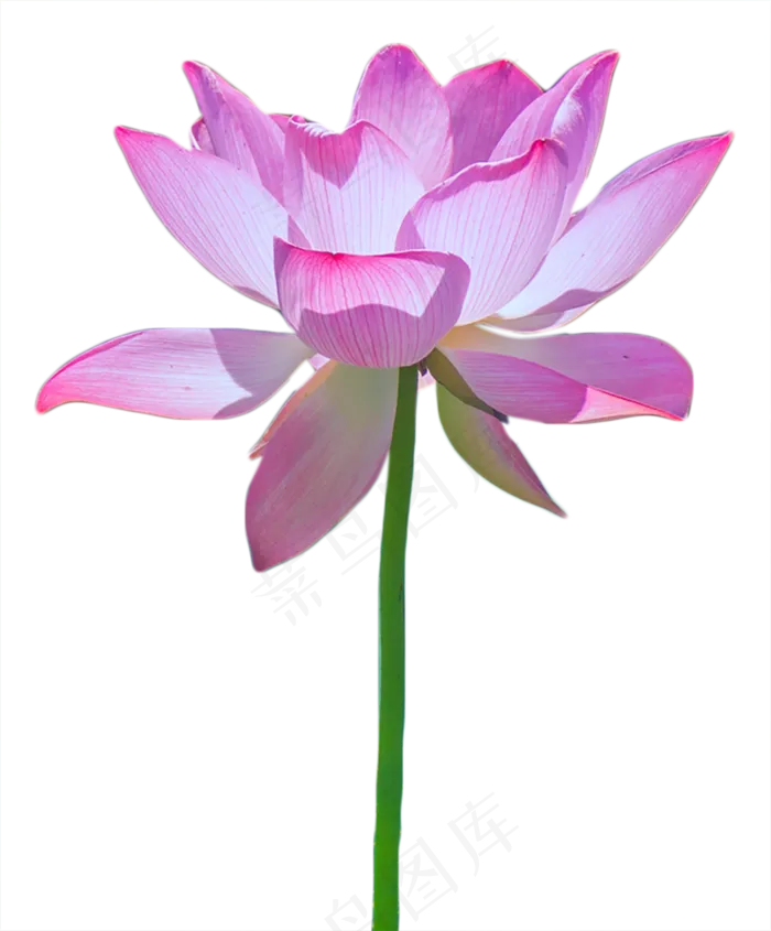 盛开的荷花(1200X1449(DPI:240))psd模版下载