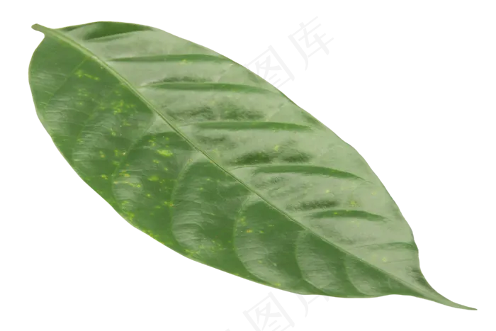 一片叶子(2000X2000(DPI:300))