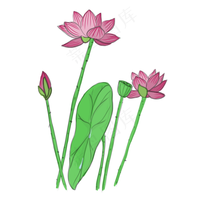 手绘中国风荷花PNG素材(2000X2000(DPI:300))psd模版下载