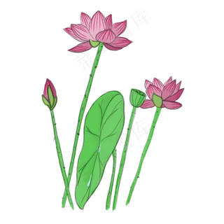 手绘中国风荷花PNG素材