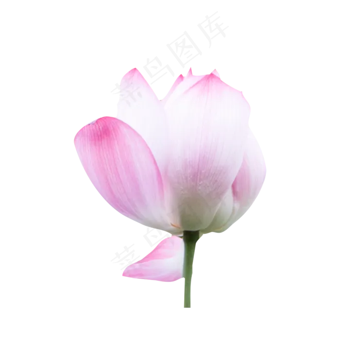 粉色的莲花(2000X2000(DPI:72))