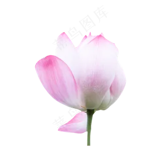 粉色的莲花 粉色的莲花