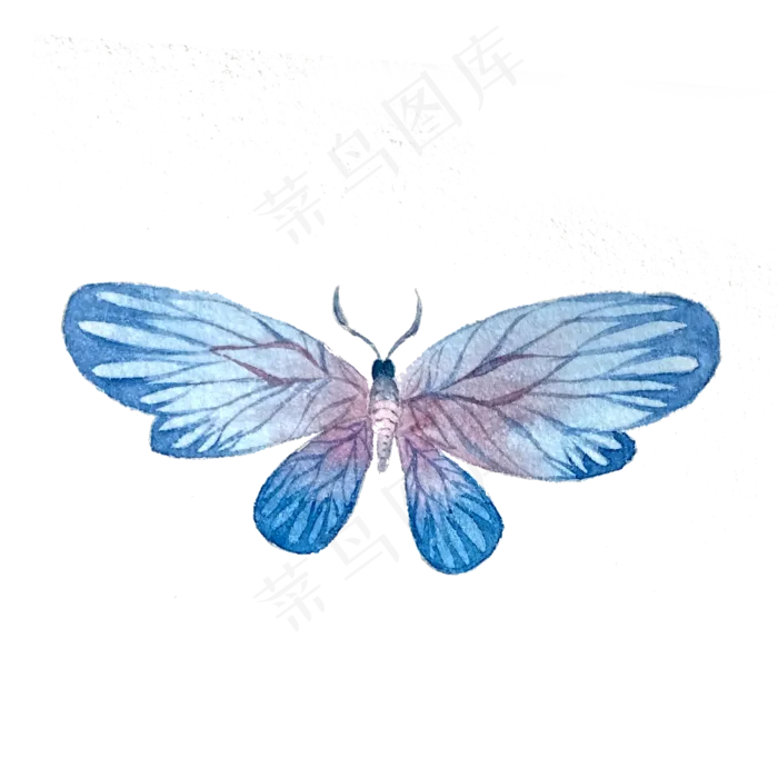 蝴蝶水彩翅膀昆虫PNG,免抠元素(2000X2000(DPI:200))psd模版下载