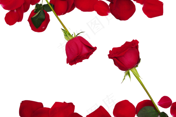 浪漫爱情红玫瑰