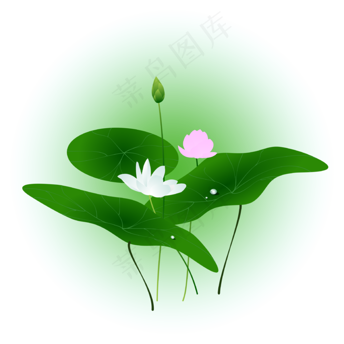 夏日荷花清新精美