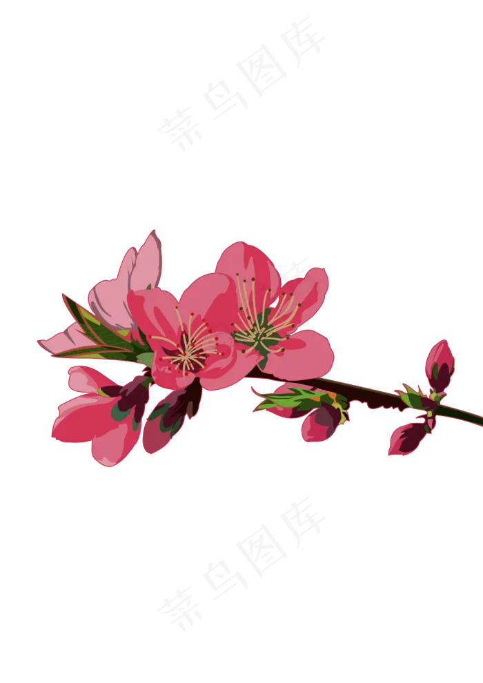 春分樱花免扣元素,免抠元素