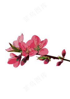 春分樱花免扣元素,免抠元素