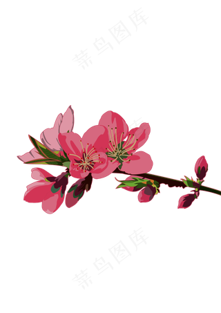 春分樱花免扣元素,免抠元素