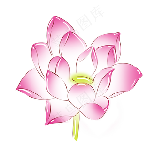 植物粉红色荷花