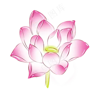 植物粉红色荷花