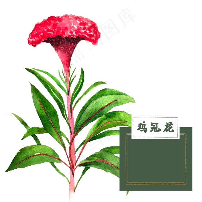 花类中草药水彩鸡冠花