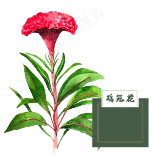 花类中草药水彩鸡冠花
