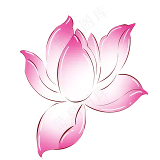 植物粉红色荷花