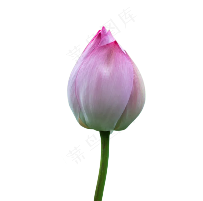 荷花花苞(1208X1200(DPI:300))psd模版下载