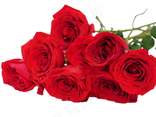 玫瑰花鲜花花朵