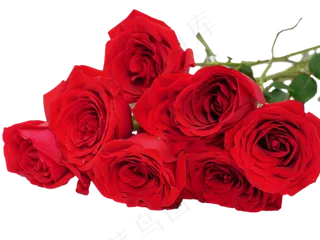 玫瑰花鲜花花朵