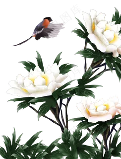 白牡丹花鸟,免抠元素