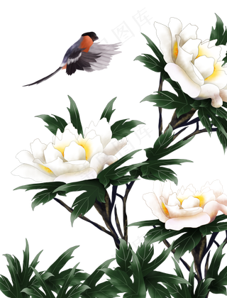 白牡丹花鸟,免抠元素