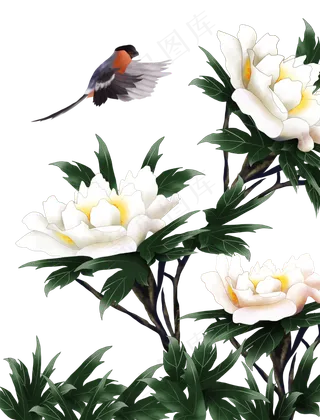 白牡丹花鸟,免抠元素