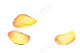 情人节黄色玫瑰花瓣