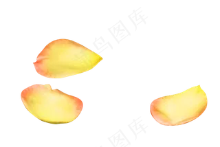 情人节黄色玫瑰花瓣