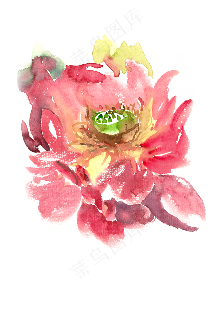 荷花莲蓬水彩画PNG免抠素材
