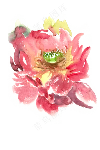 荷花莲蓬水彩画PNG免抠素材