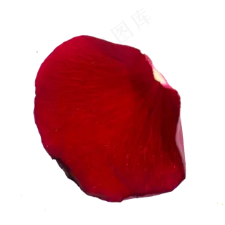 红玫瑰花瓣植物