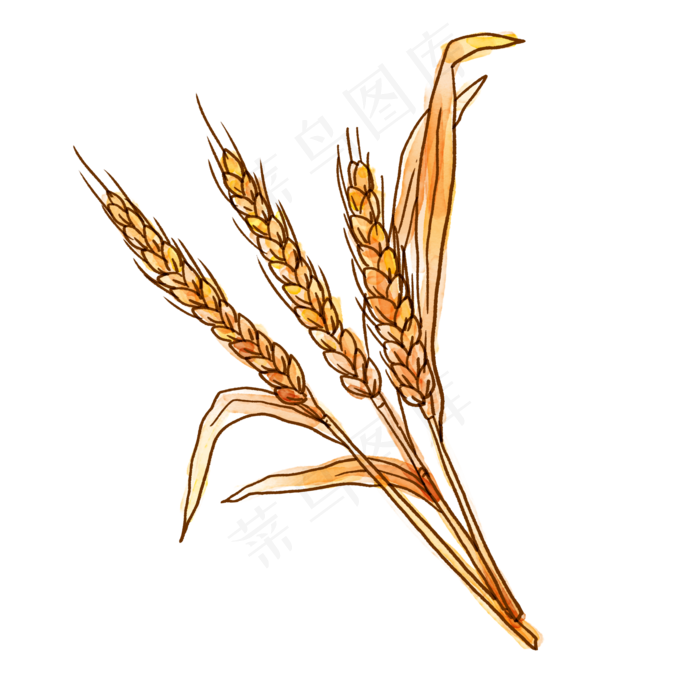 秋天的小麦PNG免抠素材(2048X2048(DPI:300))psd模版下载