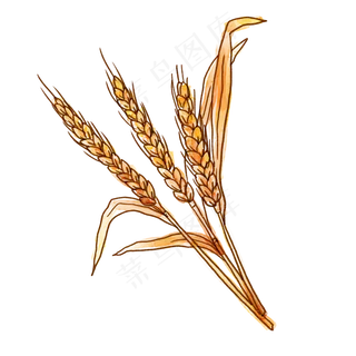 秋天的小麦PNG免抠素材