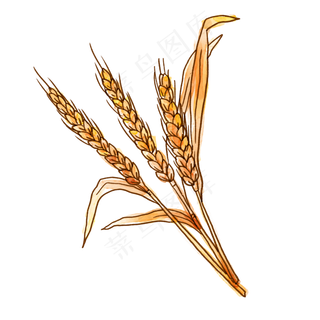 秋天的小麦PNG免抠素材