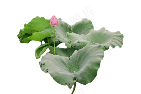 荷花荷叶 荷花荷叶