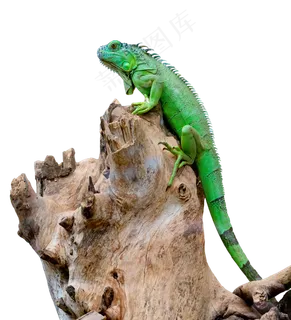 绿色动物蜥蜴,免抠元素