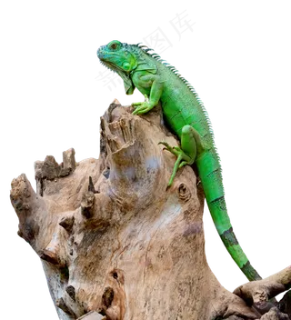 绿色动物蜥蜴,免抠元素
