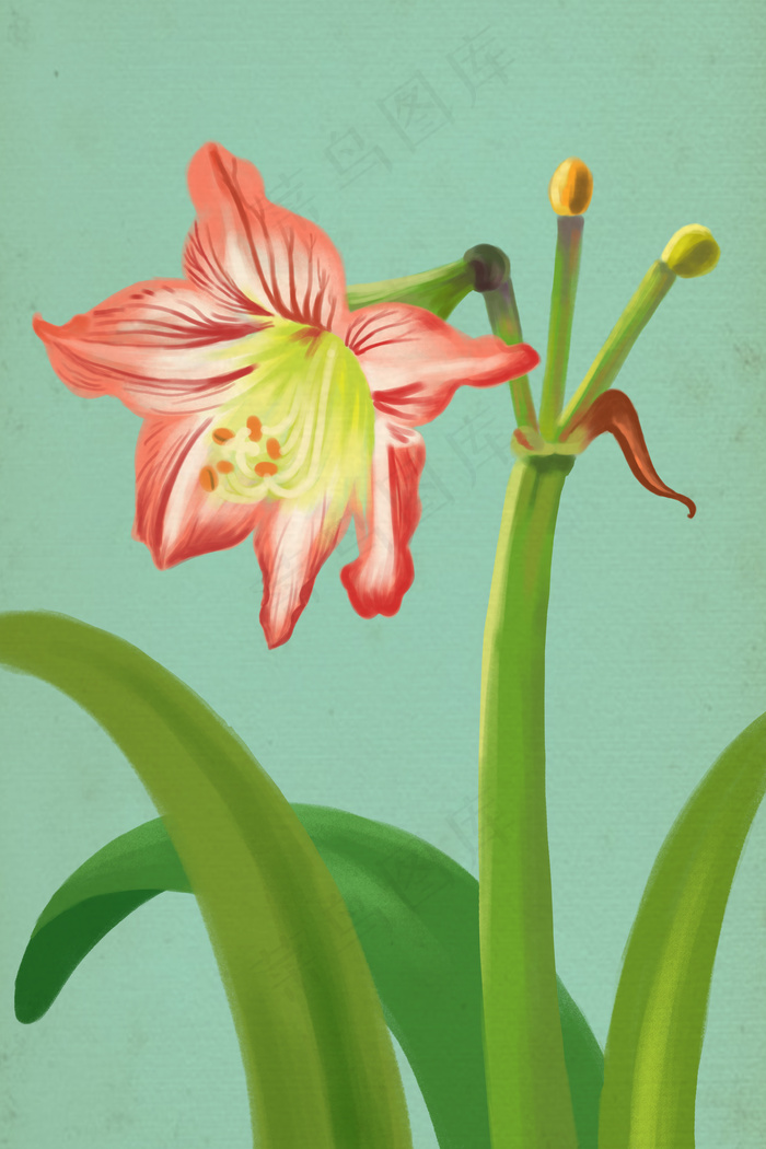 夏天花卉红色孤挺花(3545X5315(DPI:300))psd模版下载