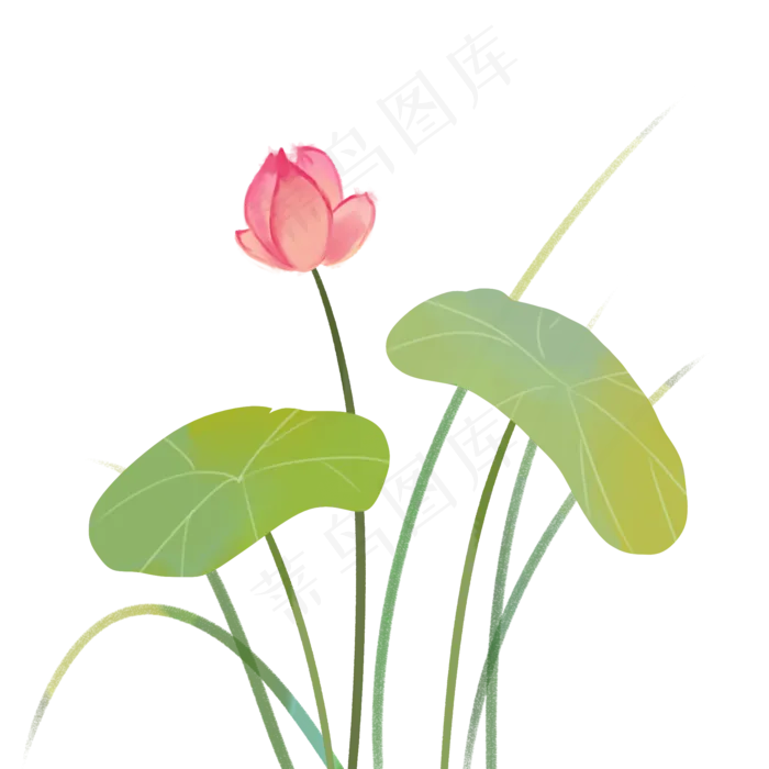 夏花苞绿色荷花荷叶PNG(2000X2000(DPI:72))psd模版下载