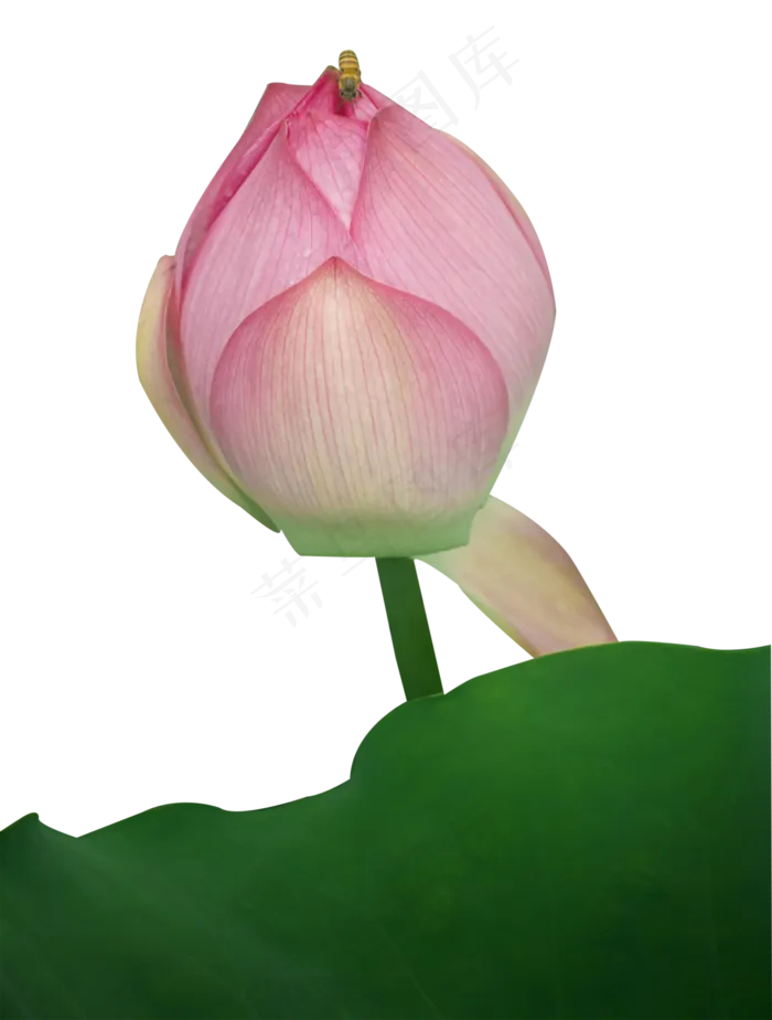 荷花蜜蜂(2000X2640(DPI:300))psd模版下载