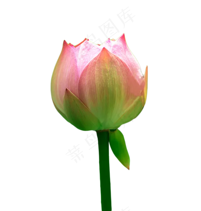 夏日荷花(1106X1162(DPI:300))psd模版下载