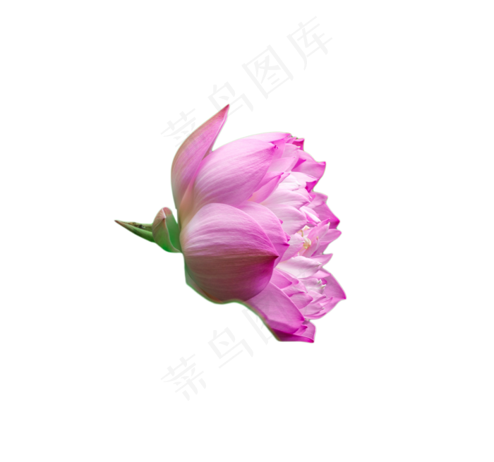 绽放的荷花(1328X1243(DPI:300))psd模版下载