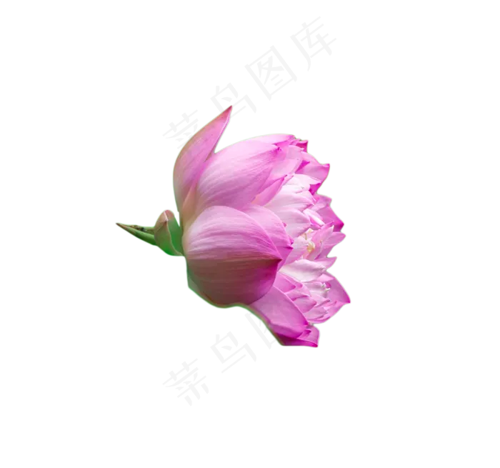 绽放的荷花(1328X1243(DPI:300))psd模版下载