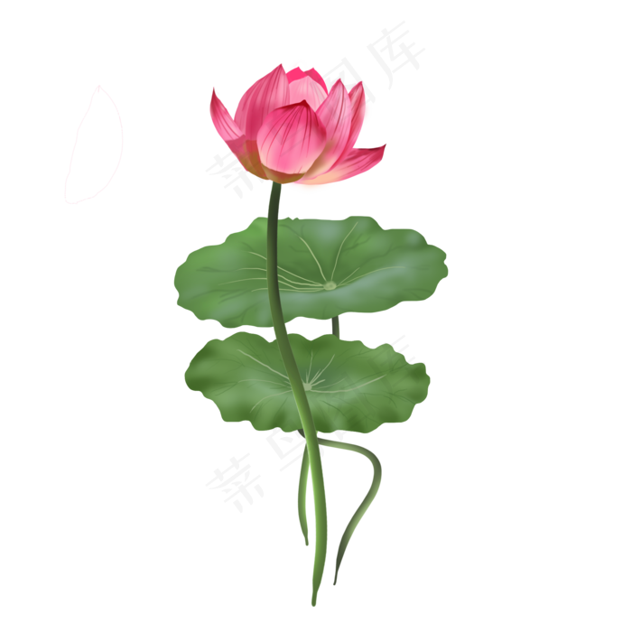 可商用手绘荷花荷叶可商用元素,免抠元素