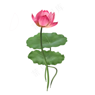 可商用手绘荷花荷叶可商用元素,免抠元素