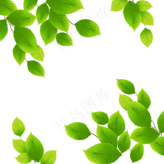树叶,免抠元素
