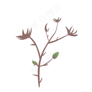 植物棉花农作物