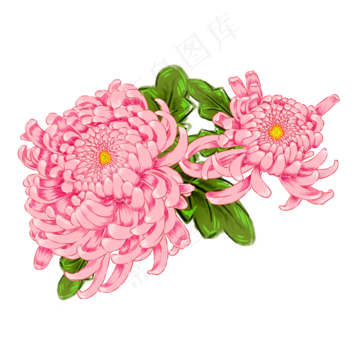 手绘娇嫩灿烂盛放粉菊免抠设计元(2000X2000(DPI:300))psd模版下载