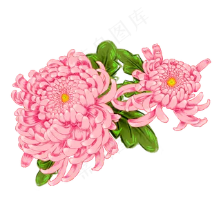 手绘娇嫩灿烂盛放粉菊免抠设计元