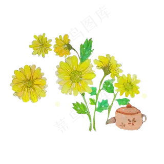 中药材中医菊花菊花茶清热,免抠元素