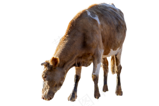 动物黄牛,免抠元素